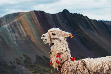 Alpaca on the background of colorful rock formations in the mountains of Red Valley, Peru