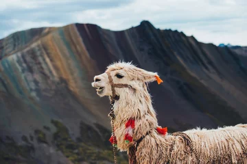 Papier Peint photo Vinicunca Alpaca on the background of colorful rock formations in the mountains of Red Valley, Peru