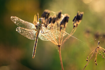 Drying in the morning sun - Pantala flavescens - globe skimmer, globe wanderer or wandering glider. Dragonfly species