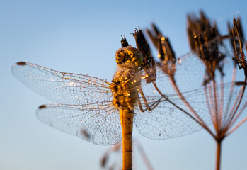 Drying in the morning sun - Pantala flavescens - globe skimmer, globe wanderer or wandering glider. Dragonfly species