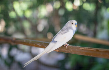 Cute gray and white budgie, budgie sits on a wooden stick.blur background