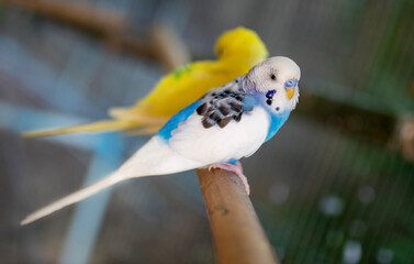 Cute blue and white budgie, budgie sits on a wooden stick.blur background