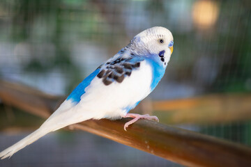 Cute blue and white budgie, budgie sits on a wooden stick.blur background