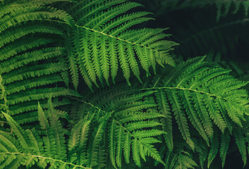 Natural green fern leaves background. Bright foliage making an ideal backdrop for organic products presentation. Environment conservation concept.
