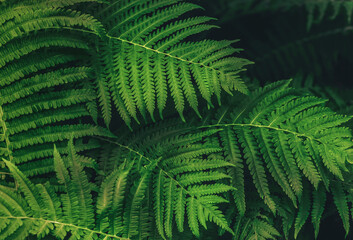 Natural green fern leaves background. Bright foliage making an ideal backdrop for organic products...