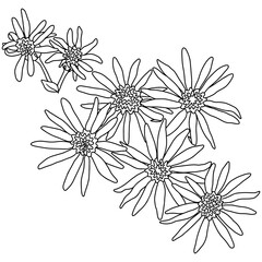 Flower black line contour for coloring book or page