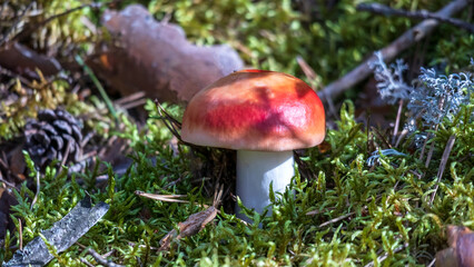 One red mushroom growing in the green mossy forest 