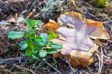 One old bark next to some green leaves in the forest