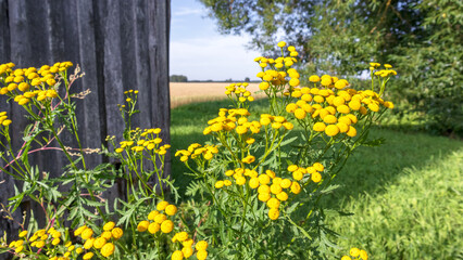 Beautiful bright yellow flowers growing on a green bush with a old wooden house in the beackground