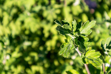 Green leaves growing on a brown bush