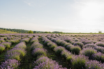 Fototapeta na wymiar blooming lavender flowers on field in farmland.