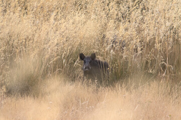 Fototapeta na wymiar Free roaming lone wild boar watching in yellow grass