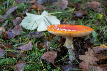 Fungi