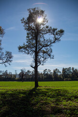 Obraz premium El arbol (Roble) escondiendo el sol 