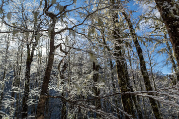 Bosque en Invierno, despues de la tormenta de nieve