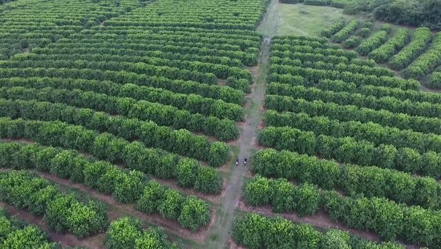 "Aerial Splendor: Drone-captured Vista of Lush Lemon Orchards Aligned in Verdant Rows.