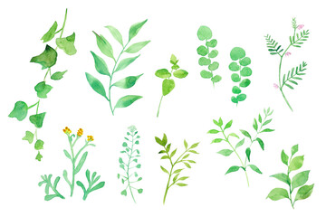 グリーンの色々な草花。水彩イラスト（透過背景）
