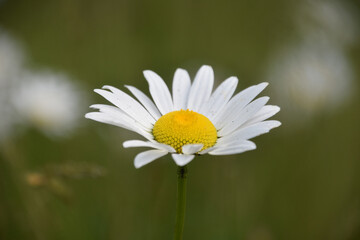 Single Lone Daisy Blooming and Flowering in Spring