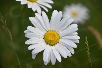 Chamomile Flower Blossom in the Spring Time