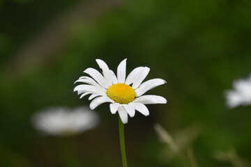 Wild Daisy Flower Blossom in the Spring