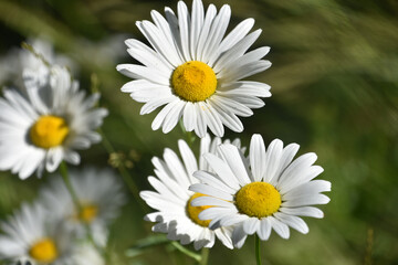 Blooming Wild Daisies Flowering in the Spring