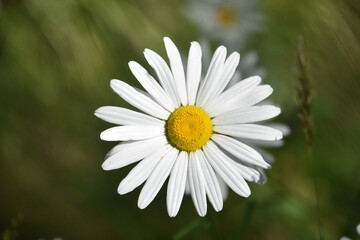Obraz premium Terrific Close Up of a Wild Daisy