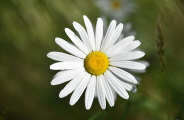 Obraz premium Single Blooming Wild Daisy in the Spring