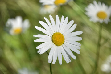Stunning Blooming Wild Daisy Flowering in the Spring