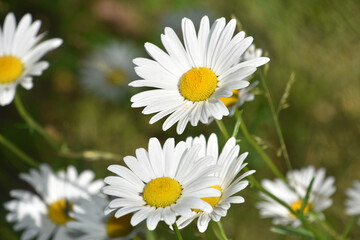 Flowering Wild Daisies Blooming on a Spring Day