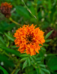 orange flower in the garden