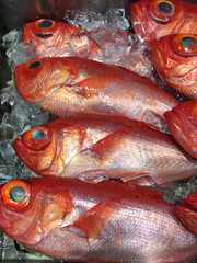 新鮮な金目鯛の氷漬け