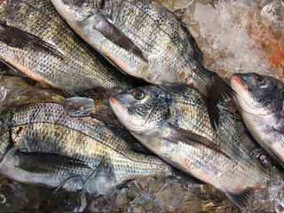 新鮮な刺身用スズキの氷漬け