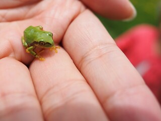 手乗りサイズの極小アマガエル