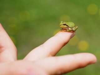 指乗りサイズの極小カエル