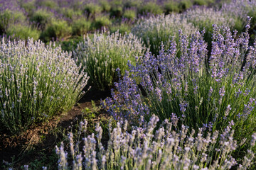 Obraz premium meadow with flowering lavender plants in summer.