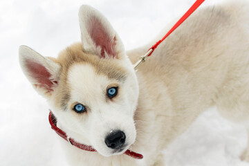 Siberian husky puppy covered with snowflakes looking at the camera. Close-up portrait of a fluffy...