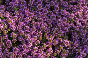 Obraz premium Small purple flowers natural background. Thyme herb blossoming
