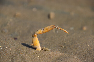 Crab leg reaching out of the sand
