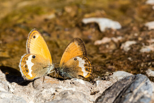 Papillons, deux Céphales se faisant face, posés sur des rochers au bord d'un ruisseau