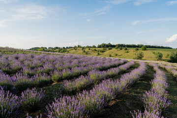 Fototapeta na wymiar field with blossoming lavender under blue sky in farmland.