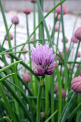 A close-up of a pale purple opening chives bud
