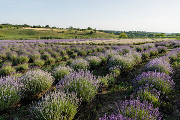 Fototapeta na wymiar rows of blooming lavender bushes in summer field.