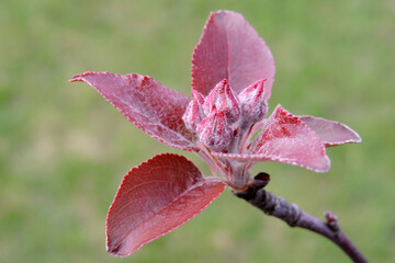 Pink buds of an apple tree and red leaves, blurred green lawn in the background