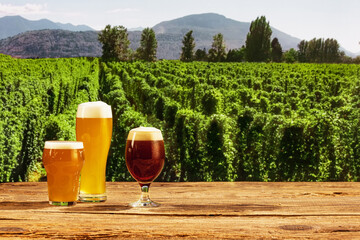 Three glasses with frothy light and dark beer on wooden table over hop gardens and nature landscape...
