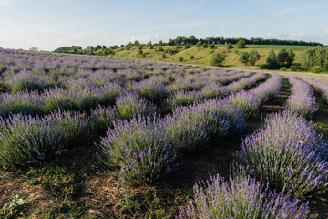 Fototapeta premium purple lavender flowers blooming on summer day.