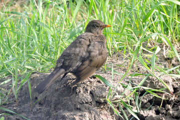 A portrait of a sick Eurasian blackbird with lowered wings standing on the ground in the sunlight