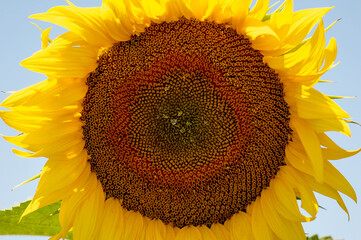 Sunflower flower with ripening seeds in early summer and morning dewdrops
