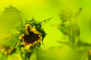 A sunflower flower just opening in the field, photographed with an analog lens