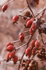Close-up of a branch with wild rose covered with the first snow in autumn