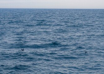 puffins in flight over water